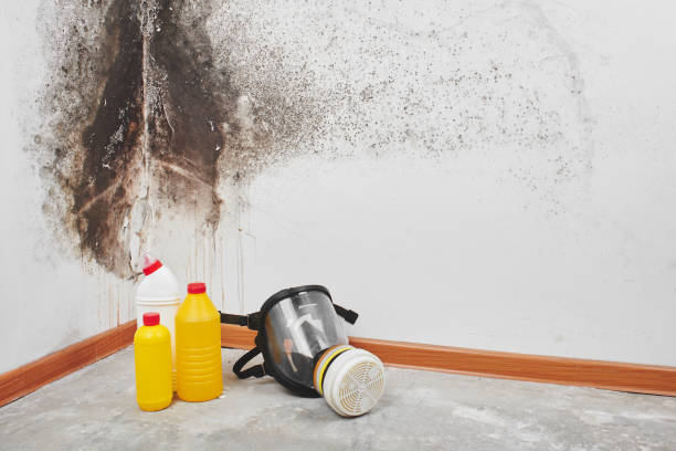 Best Mold Remediation  in Mexico, MO