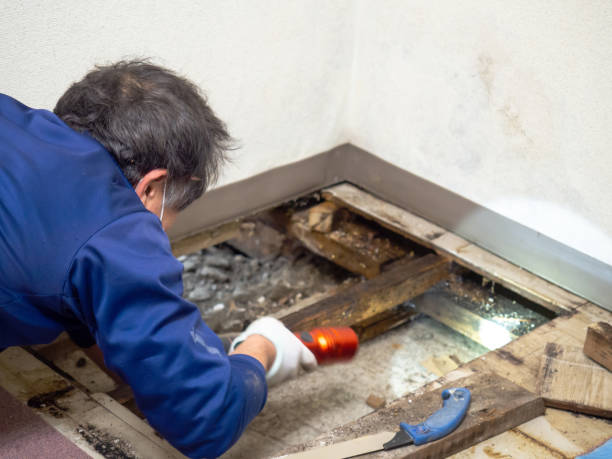 Best Professional Mold Removal  in Mexico, MO