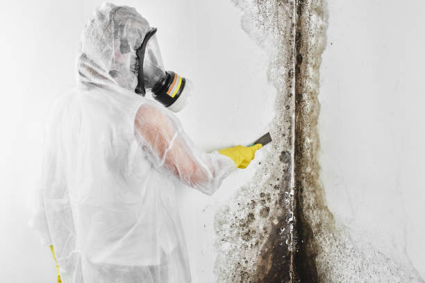 Trusted Mexico, MO Mold Removal Experts