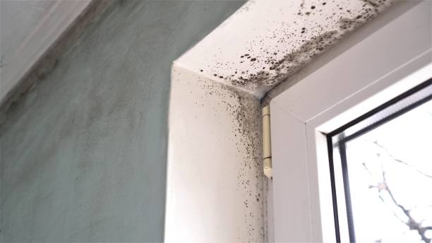 Office Mold Removal Services in Mexico, MO