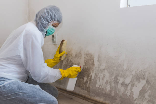 Best Residential Mold Removal  in Mexico, MO