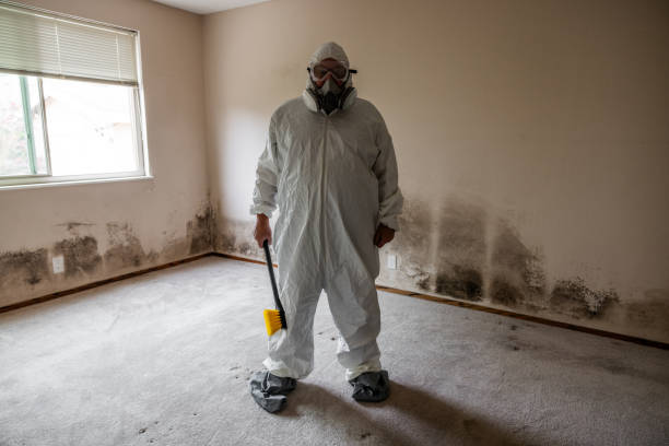 Mold Removal and Inspection in Mexico, MO